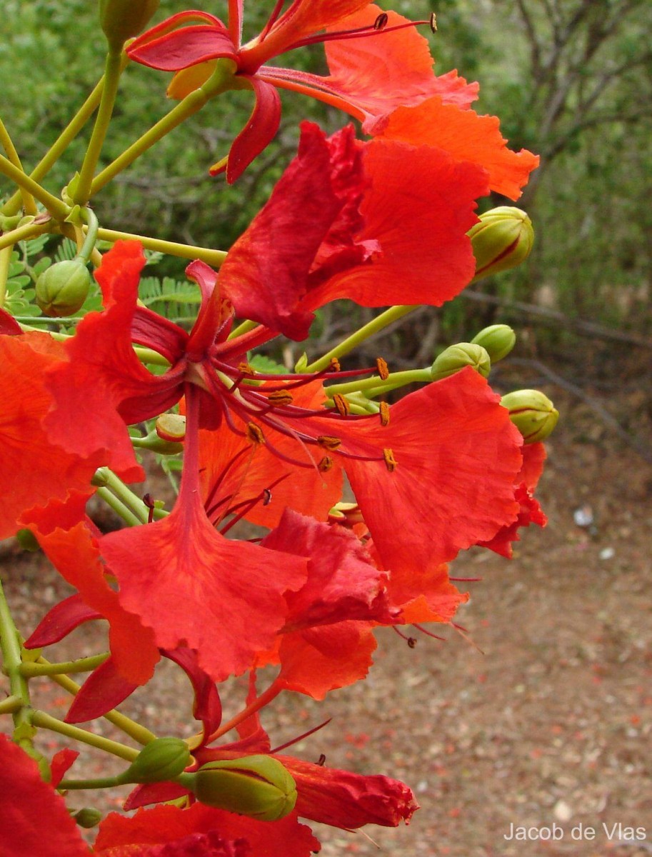Delonix regia (Bojer ex Hook.) Raf.